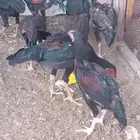 دجاج سندي