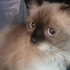 قطه تبني هملايا