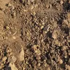 تفل زيتون او جفت زيتون