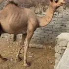 بعير رباع للبيع