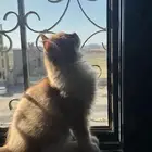 قطوه شيرازي للتبني((تم التبني))