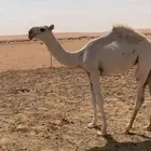 بكره وضحا على هداج
