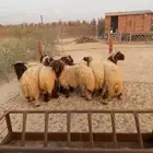 نعيم بلدي على شعير وبرسيم وزن قوي وفاخر