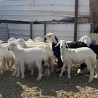 رخاال حرياات و نجد الدوادمي