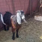 للبيع جفرتين