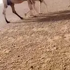خلفه كفو طيبه