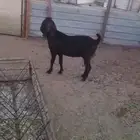 للبيع عنز حايل سديس