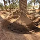 تنظيف نخل وغرس نخل