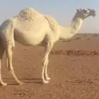 لقاحات للبيع