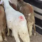 سواكن مرابي طيبه