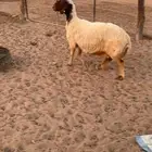 سديس مقنوي