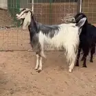 معزا دفيع للبيع