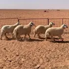 خرفااان بريات فووواخر