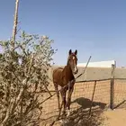 حصان شعبي كفو ما يشكي من شي علا السوم