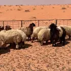 بهم نعيم بررري