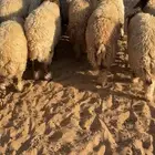 خرفان نعيم