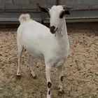 عنز بيشيه كحلا