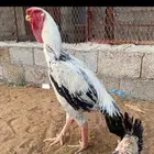 دجاج فارسي للبيع فرخ ماشاءالله