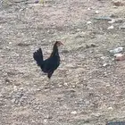 دجاج للبيع