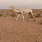 نياق للبيع