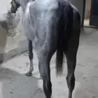 حصان انجليزي