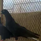 مفقود حمام قطيفي اسود