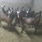 ماعز جنوبيات (جفرا) للبيع