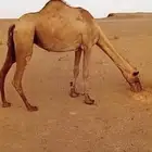 ناقه لقحه