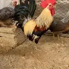 دجاج عربي اصيل شوكي