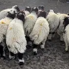 خرفان عمر 8 شهور
