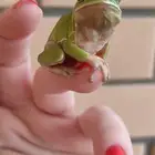 ضفدع الشجرة tree frog
