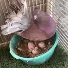 جوز هندي للبيع على سوم