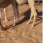 قعود قصب عمره 6 شهور لباني نظيف وسالم