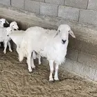 طلي فحل للبيع مشروط من كل شي باذن لله