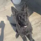 جرو جيرمن شيبرد بلاك رويال