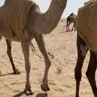 بكرة لقية معشر ابوها بعير ابن وديد الحبش