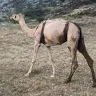 بكره ارك محور للبيع