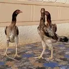 للبيع دجاج شامو ياباني