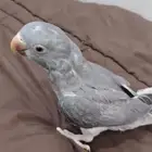 دره لون رصاصي مفطومه على سوم