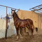مهر