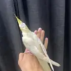 للبيع كروان لاتينو أليف جدا (ليو) يتفاعل بقوة مع صاحبه