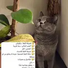قطط