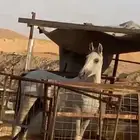 بيع خيل شعبيه