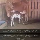 بقره بلديه من جازان