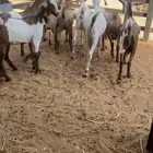 تيوس جنوبية للبيع