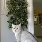 ذكر برتش