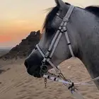 حصان شعبي شيخ
