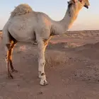 بعير علياني تام جذع أبوه على عليان سلطان بن محمد وأمه عونية