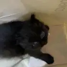 قطط كيتن للبيع من أب وأم شيرازيين