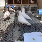 للبيع اربع اجواز سلفر وجوز فرنسي